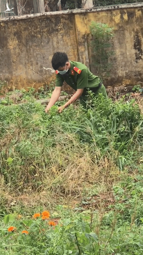 Giữa trời mưa, anh công an ra vườn lúi húi vặt cây, cô gái trong khu cách ly cười khúc khích vì kết quả sau đó