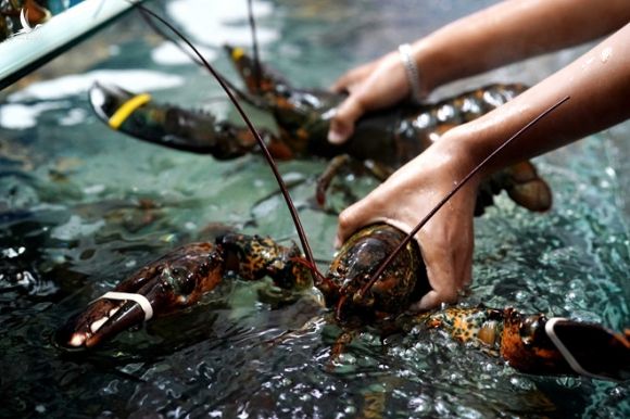 Tôm hùm Alaska bán ở một vựa hải sản đang có giá gần 1 triệu đồng/kg  /// Ảnh: Độc Lập