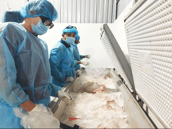 Hơn 600kg thịt heo nhiễm dịch tả heo châu Phi có dấu kiểm dịch - ảnh 2
