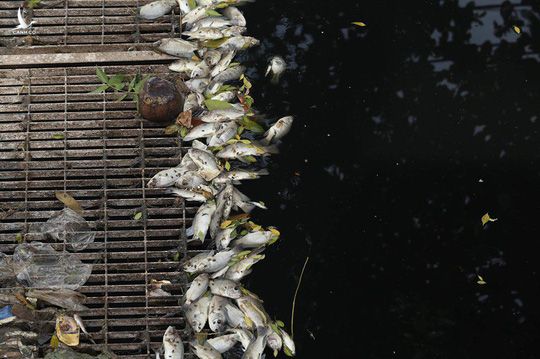 Hà Nội xả nước cuốn trôi toàn bộ kết quả thí nghiệm của chuyên gia Nhật ở sông Tô Lịch - Ảnh 2.