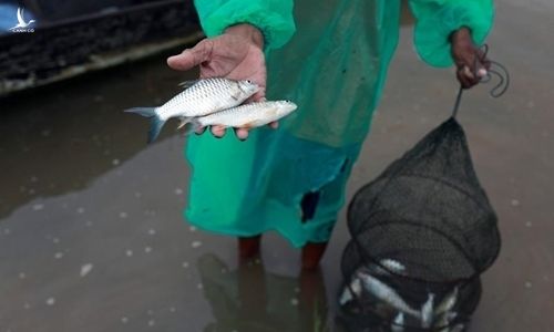 Cá ngư dân bắt được ở sông Mekong tại Nakhon Phanom, Thái Lan ngày 24/7. Ảnh: Reuters. 