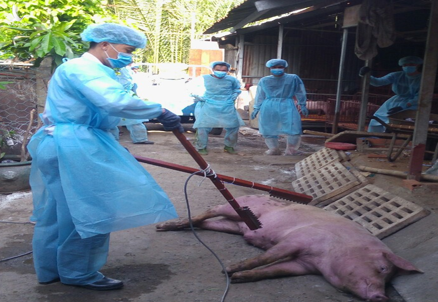 Chi cục Chăn nuôi Thú y ở TP Hồ Chí Minh triển khai tiêu hủy đàn lợn ở hộ xuất hiện dịch tả lợn châu Phi.  