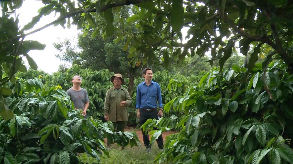 Vườn cà phê trồng xen mắc ca của Ông  Y Brak Knul ở xã Hòa Đông, huyện Krông Pắk, tỉnh Đắk Lắk.