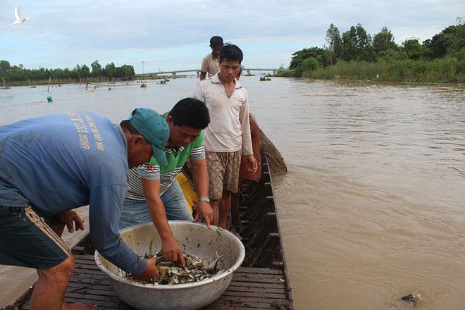 Nước sông Mê Kông xuống thấp, ĐBSCL không có lũ sinh kế của người dân vùng đầu nguồn An Giang, Đồng Tháp sẽ gặp nhiều khó khăn 