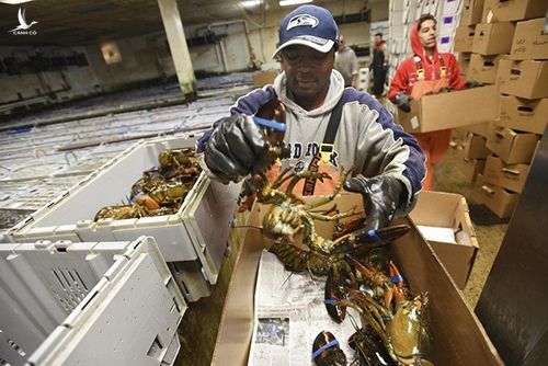 Các nhân viên đóng thùng tôm hùm tại doanh nghiệp xuất khẩu Mortillaro Lobster ở thành phố Gloucester, bang Massachusetts, Mỹ. Ảnh: Gloucester Times