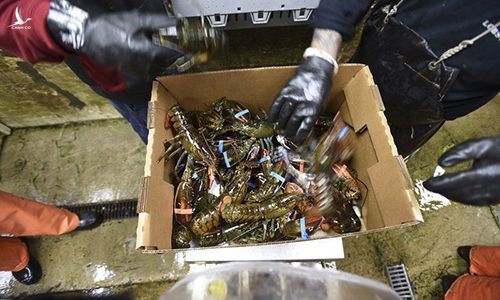 Tôm hùm được đóng vào thùng tại doanh nghiệp Mortillaro Lobster ở thành phố Gloucester, bang Massachusetts, Mỹ. Ảnh: Gloucester Times