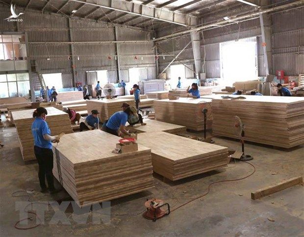 Sản xuất ván gỗ xuất khẩu từ nguyên liệu rừng trồng cây gỗ lớn tại nhà máy của Công ty Cổ phần Trường Phát (Tập đoàn Công nghiệp Cao su Việt Nam) trong khu công nghiệp Phước Hòa, huyện Phú Giáo (Bình Dương).  