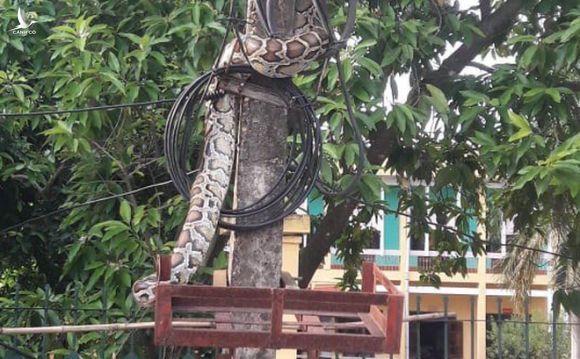 Trăn khủng vắt vẻo trên cột điện trước cổng UBND xã ở Phú Thọ