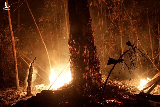 Cháy rừng Amazon ở Brazil nhanh chóng trở thành nỗi lo chung cho cả thế giới.