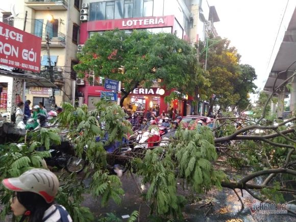 Giông lốc bất ngờ 'đánh úp', giật chẻ đôi cây giữa phố Hà Nội