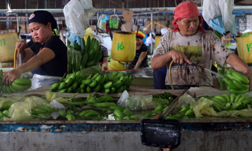 Công nhân làm việc tại một trang trại chuối rộng 1.000 hecta ở tỉnh Davao del Norte, phía nam Philippines.  