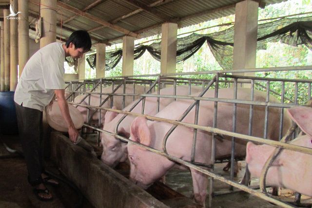 Nguồn cung thiếu hụt do dịch tả lợn châu Phi khiến giá lợn tại các tỉnh miền Bắc đang có chiều hướng tăng mạnhGiá thịt lợn tăng mạnh 