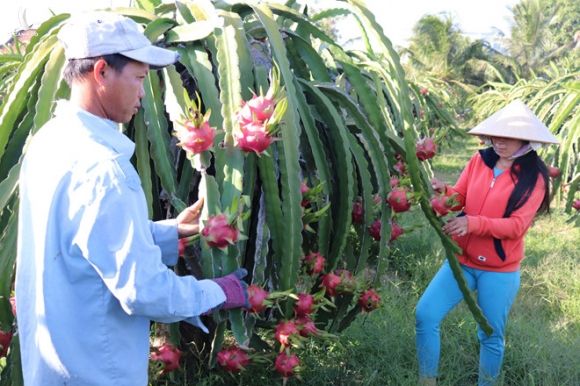 Trung Quốc bất ngờ cấm hàng trăm xe container VN qua biên giới - ảnh 7