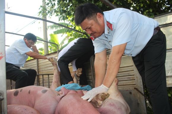 Lực lượng kiểm tra xe tải chở lợn đi tiêu thụ /// Ảnh: Trần Thanh Phong