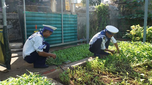 Chiến sĩ hải quân ở đảo Sơn Ca (Quần đảo Trường Sa) hái rau trong vườn rau tự trồng