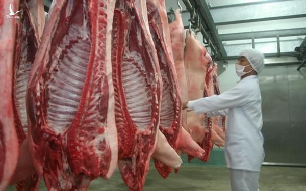 Thương lái cho biết, thịt lợn mảnh, lợn sống đang được gom mua để xuất sang Trung Quốc“