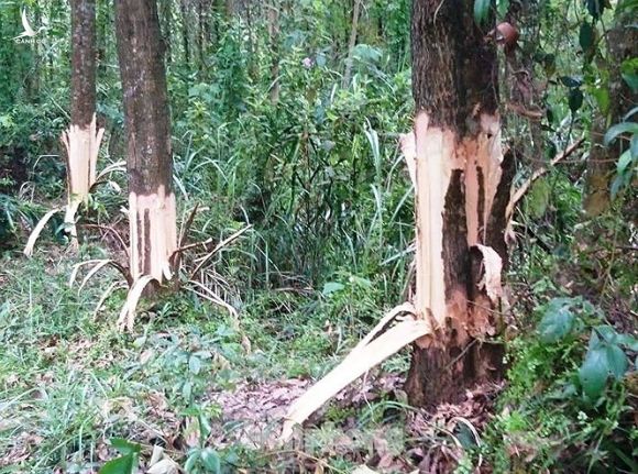 Bí thư Đảng ủy, Chủ tịch UBND xã chỉ đạo người phá cây rừng của dân - ảnh 1