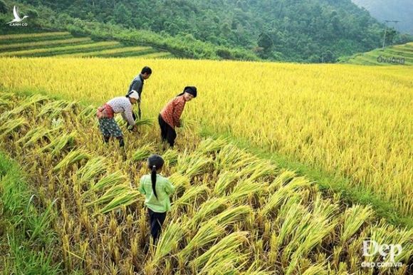 Chiem nguong phong canh tuyet dep xu Mu Cang Chai khi mua Thu toi hinh anh 17