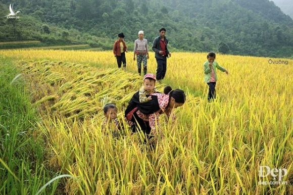 Chiem nguong phong canh tuyet dep xu Mu Cang Chai khi mua Thu toi hinh anh 16