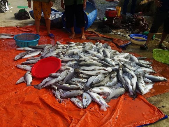 Xuất hiện thêm hàng tấn cá chết nổi trắng sông ở Hà Tĩnh - Ảnh 3.