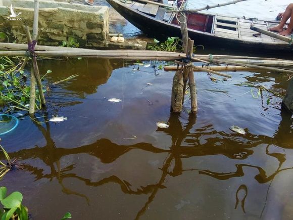 Xuất hiện thêm hàng tấn cá chết nổi trắng sông ở Hà Tĩnh - Ảnh 1.
