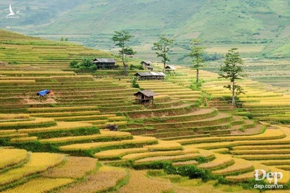 Chiem nguong phong canh tuyet dep xu Mu Cang Chai khi mua Thu toi hinh anh 12