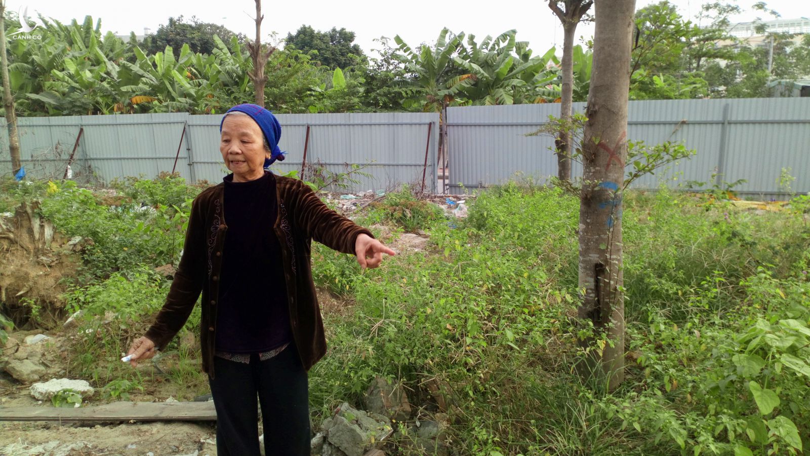 Bà Đỗ Thúy Nhường bức xúc về dự án Khu vườn ươm sản xuất, nhân và lai giống cây trồng tại phường Đằng Hải.