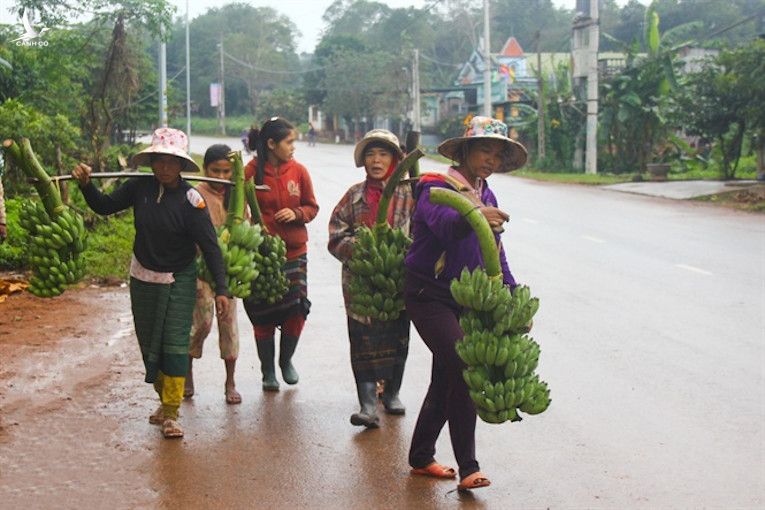 Những người phụ nữ dân tộc Vân Kiều, Pa Kô gánh chuối từ rẫy ra chợ bán.​ 