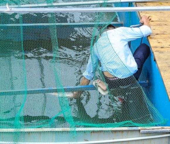Clip: Đàn cá Koi Nhật Bản bơi chậm chạp sau 3 ngày thả xuống nước được xử lý ở sông Tô Lịch - Ảnh 4.