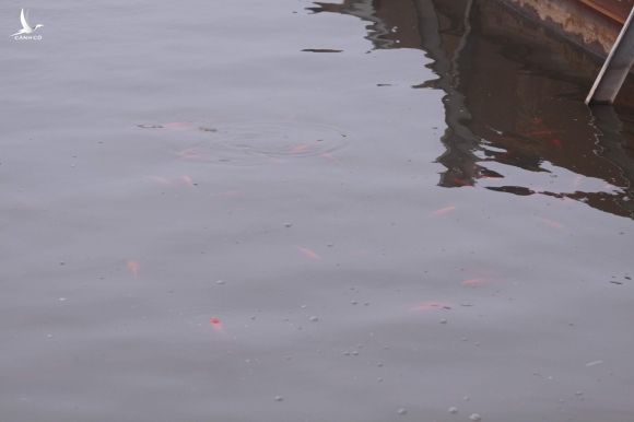 Camera canh giữ ngày đêm, cá koi Nhật vẫn chết trên sông Tô Lịch