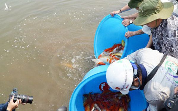 Chuyên gia Nhật thả cá Koi xuống sông Tô Lịch đã qua xử lý nước công nghệ Nano bio 