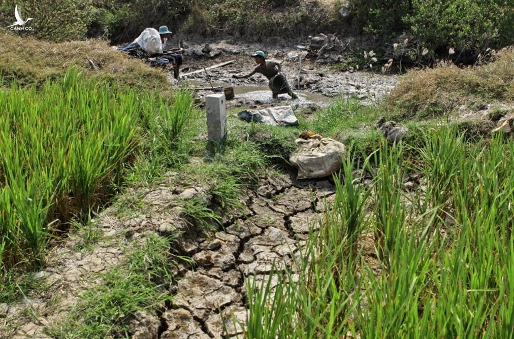 Ruộng lúa gần một con kênh khô hạn ở huyện Long Phú, tỉnh Sóc Trăng, Việt Nam. Ảnh minh họa chụp trước đây. AFP