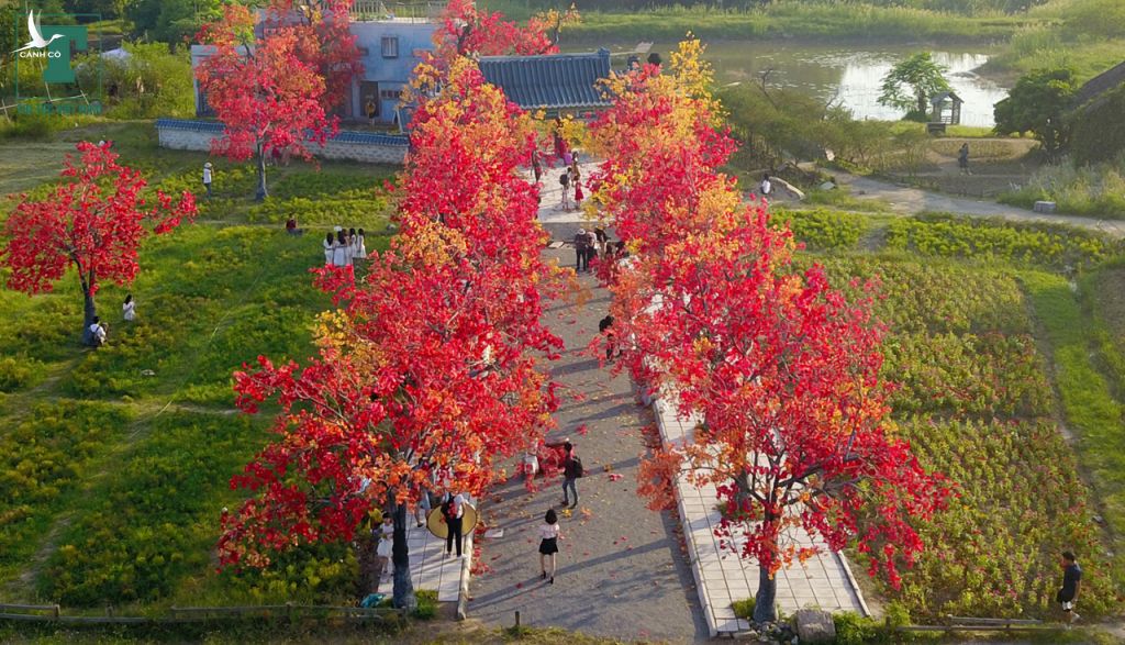 Theo thiết kế con đường lá phong đỏ được tạo nên từ 30 cây phong trong đó 24 cây cao 13m và 6 cây cao 18m 