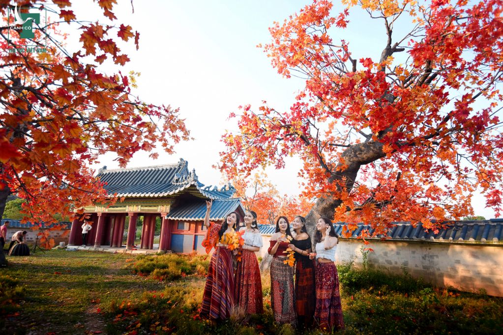 Lấy cảm hứng từ rừng lá phong đỏ tại Hàn Quốc và Canada, một con đường lá phong đỏ "siêu hấp dẫn" vừa được ra mắt, đây được xem là một điểm đến không thể thiếu tại Hà Nội và mùa thu này. 