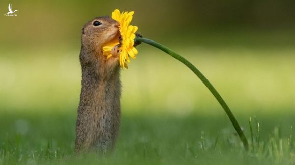 Chú sóc nhỏ ôm trọn hoa cúc vàng - khoảnh khắc trong sáng khiến dân mạng quên đi mọi căng thẳng và bực dọc - Ảnh 3.