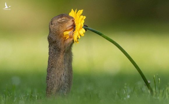 Chú sóc nhỏ ôm trọn hoa cúc vàng - khoảnh khắc trong sáng khiến dân mạng quên đi mọi căng thẳng và bực dọc