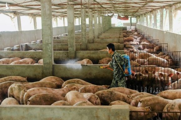 Trung Quốc vật lộn với cơn khát thịt lợn - 2