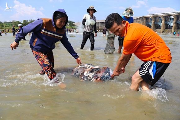 Thuy dien Tri An ngung xa tran, dan leo mom da bat ca bao tai ca hinh anh 4 