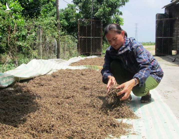 Theo ông Minh, đối với người dùng, thân cà gai leo cắt khúc, phơi khô pha nước uống trực tiếp... 