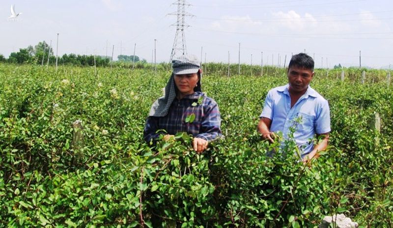 Mô hình trồng cà gai leo giúp gia đình ông Lê Xuân Minh có thu nhập ổn định. Trong ảnh, vợ chồng ông Minh đang thu hái cây cà gai leo. 