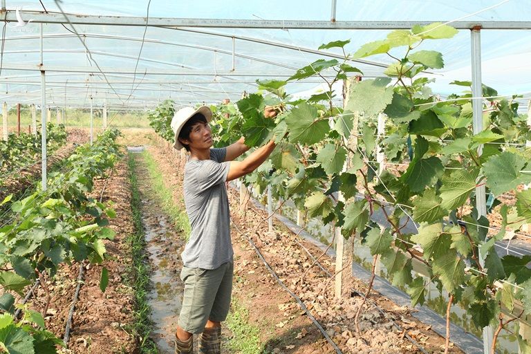 Anh Phạm Văn Quỳnh đang chăm sóc ruộng nho Hạ đen của gia đình. 