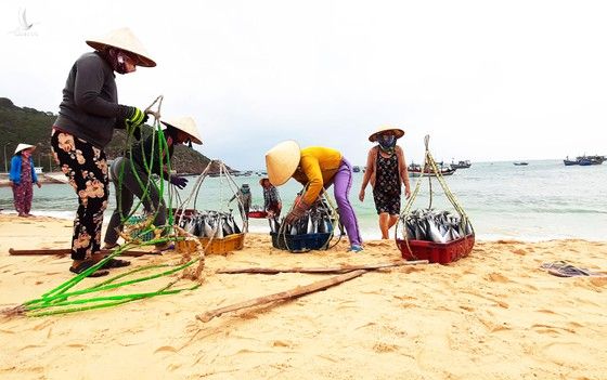 Biển gần bờ xuất hiện nhiều đàn cá, ngư dân Bình Định trúng lớn ảnh 3