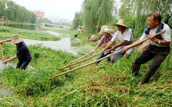 SCMP: Đập thủy điện lớn nhất thế giới lâm nguy vì sinh vật ngoại lai, TQ phải nhờ "đội quân 6 chân" giúp đỡ