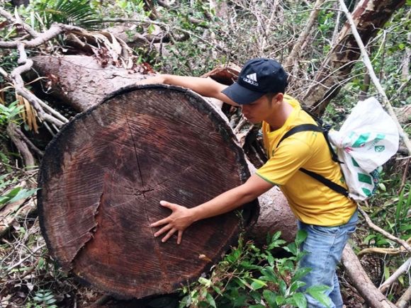 Bí Thư Tỉnh ủy yêu cầu kỷ luật Chủ tịch huyện 'bất lực' giữ rừng  - ảnh 1