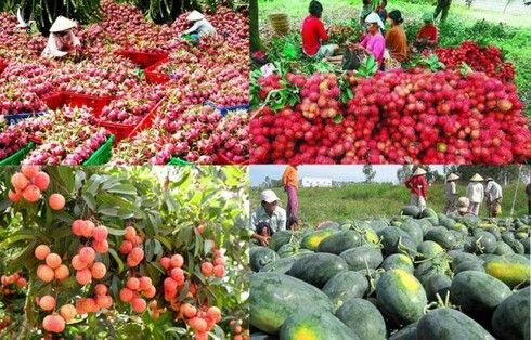Nhiều mặt hàng nông sản Việt Nam có thị trường tiêu thụ chủ yếu là Trung Quốc 