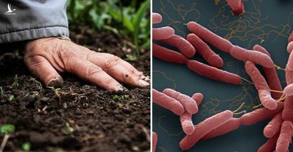 Vi khuan Whitmore lay lan theo nhung duong nao? hinh anh 1