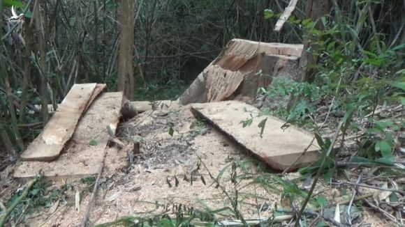Một vụ phá rừng, sở báo 3,5m3, hạt nói 28m3, công an xác định 41m3 ! - Ảnh 6.