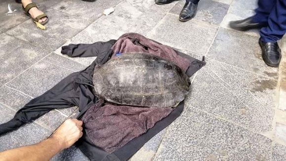 Cá thể rùa khoảng 15 kg anh Hanh bắt tại hồ Hoàn Kiếm /// Ảnh CTV