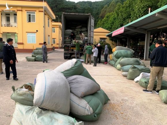 Cận cảnh Bộ Công an bắt giữ cả trăm tấn thuốc bắc nhập lậu từ Trung Quốc - ảnh 2