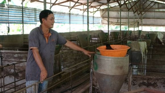 "Thủ phủ" lợn ở Đồng Nai giảm hơn 40% tổng đàn vì dịch tả lợn châu Phi /// Ảnh: Lê Lâm